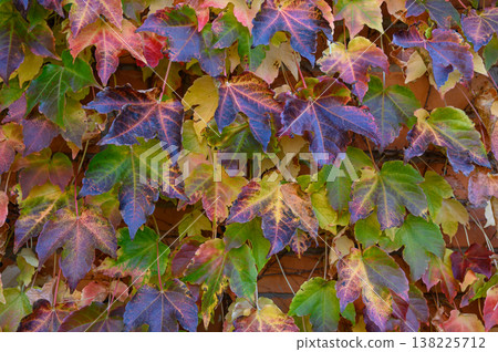 Boston Ivy in Vibrant Autumn Crimson Foliage Boston Ivy in Vibrant Autumn Crimson Foliage 138225712