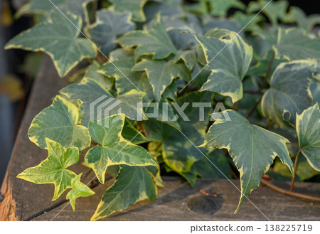 Variegated Cultivar of Common English Ivy 138225719