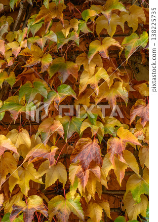 Boston Ivy Leaves on Wall Boston Ivy Leaves on Wall 138225735