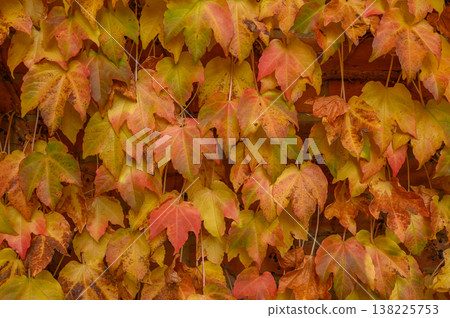 Fast-Growing Deciduous Vine of Grape Family Fast-Growing Deciduous Vine of Grape Family 138225753