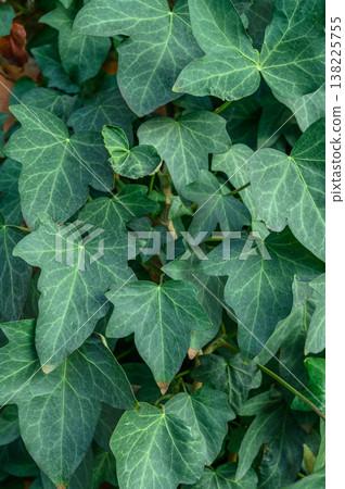 Common Ivy Hedera helix on Stone Wall 138225755