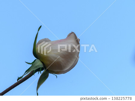 Rose Bud of 'Mainzer Fastnacht' Variety Rose Bud of 'Mainzer Fastnacht' Variety 138225778
