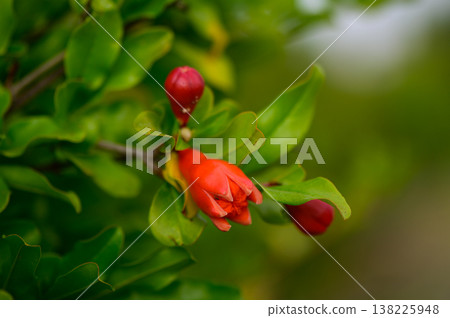 Pomegranate Flowers on Branch in Bloom 138225948