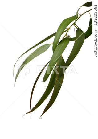 Eucalyptus Elegance in Minimalist Space Eucalyptus Elegance in Minimalist Space 138225962
