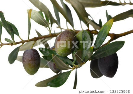 Olive Branch Elegance in Minimalist Style Olive Branch Elegance in Minimalist Style 138225968