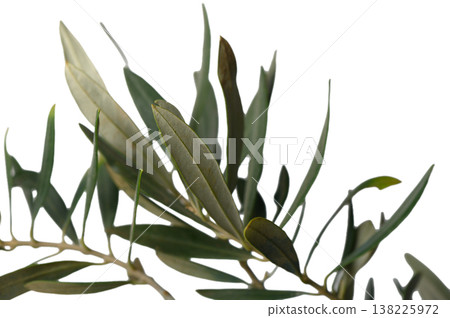 Olive Tree Leaves on White Background Olive Tree Leaves on White Background 138225972