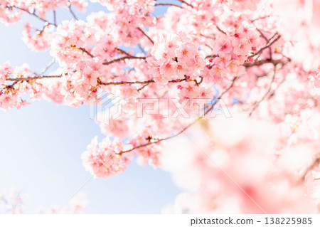 Kawazu cherry tree Kawazu cherry tree 138225985