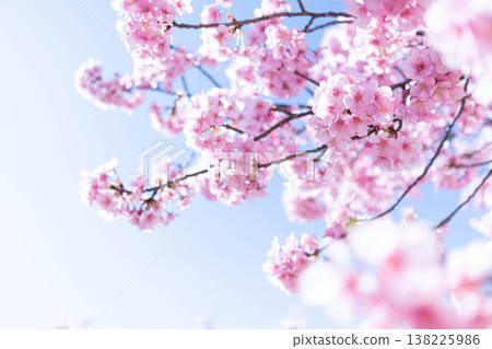 Kawazu cherry tree Kawazu cherry tree 138225986