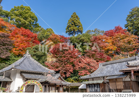 Autumn leaves in the grounds of Yokokuji Temple (Yanagidani Kannon Temple), Nishiyama, Nagaokakyo City, Kyoto Prefecture (maple leaves seen from Bentendo Hall) Autumn leaves in the grounds of Yokokuji Temple (Yanagidani Kannon Temple), Nishiyama, Nagaokakyo City, Kyoto Prefecture (maple leaves seen from Bentendo Hall) 138225999