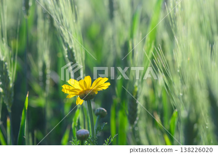 Bright yellow flower stands out in a lush green field during a sunny afternoon in spring 138226020