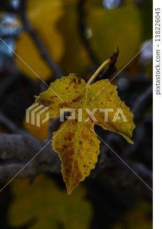 Vibrant yellow leaf poised on branch amidst seasonal change in a tranquil forest setting Vibrant yellow leaf poised on branch amidst seasonal change in a tranquil forest setting 138226045