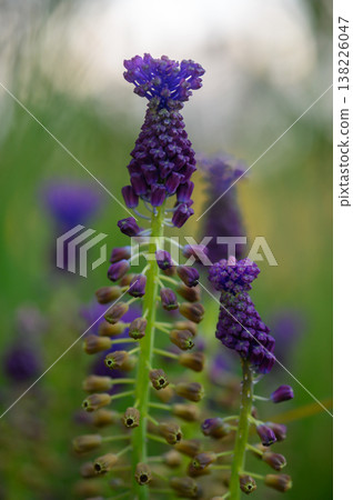Delicate purple flowers bloom amidst lush greenery in a serene garden setting during the golden hour of dusk Delicate purple flowers bloom amidst lush greenery in a serene garden setting during the golden hour of dusk 138226047