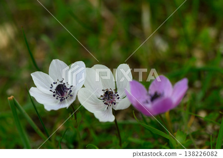 Delicate blooms in a sunlit meadow showcase the beauty of spring's vibrant colors alongside fresh green grass Delicate blooms in a sunlit meadow showcase the beauty of spring's vibrant colors alongside fresh green grass 138226082