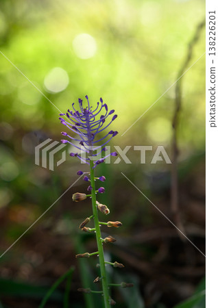 Vibrant purple wildflower blooms gracefully in a sunlit forest during springtime, showcasing nature's delicate artistry and beauty Vibrant purple wildflower blooms gracefully in a sunlit forest during springtime, showcasing nature's delicate artistry and beauty 138226201