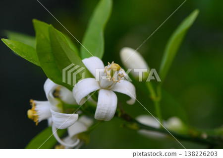 Captivating white citrus blossoms flourish against lush green foliage in a vibrant garden 138226203