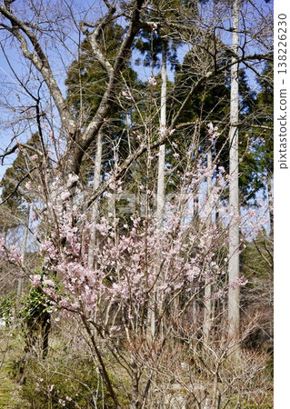 櫻花盛開 138226230