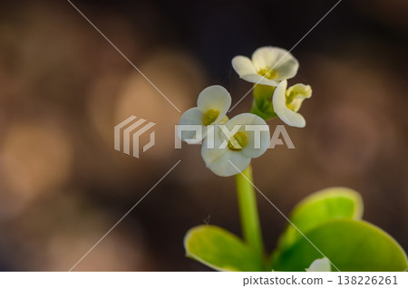 Euphorbia Flowers in Natural Light 138226261