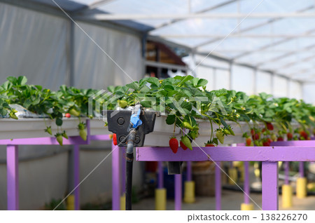 Fresh strawberries thrive in vibrant greenhouse environment during sunny day, showcasing modern cultivation techniques Fresh strawberries thrive in vibrant greenhouse environment during sunny day, showcasing modern cultivation techniques 138226270