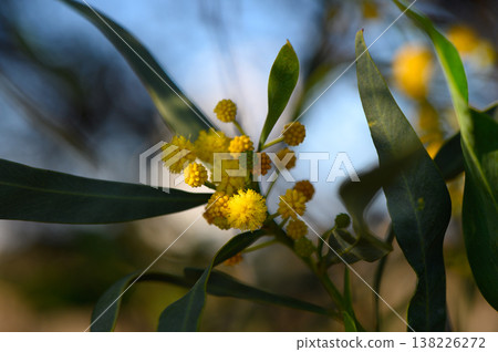 Bright yellow blossoms attract bees in a sunny garden during early morning hours 138226272