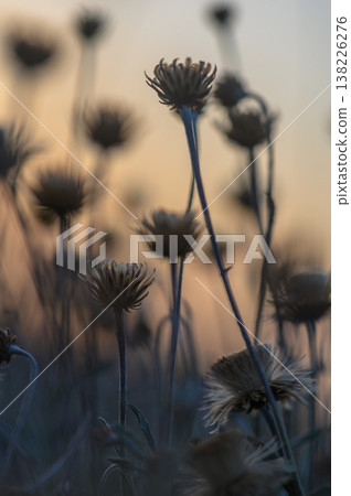 Dusk whispers among wildflowers in a tranquil meadow under a painted sky Dusk whispers among wildflowers in a tranquil meadow under a painted sky 138226276