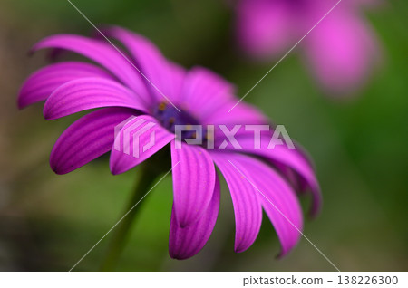 Vibrant purple flower stands gracefully against a lush background in a serene garden setting during the warm afternoon light Vibrant purple flower stands gracefully against a lush background in a serene garden setting during the warm afternoon light 138226300