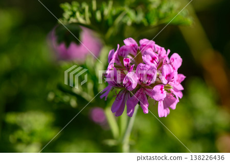 Bright pink blooms sway gently in the warm sunlight, revealing intricate details in a peaceful garden setting during mid-spring 138226436