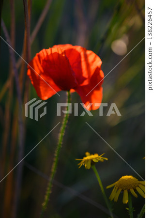 Vibrant red poppy swaying gently among wildflowers in a sunlit meadow at dusk Vibrant red poppy swaying gently among wildflowers in a sunlit meadow at dusk 138226457