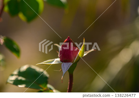 Rosebud in Garden on Sunny Day in Cyprus Island 138226477