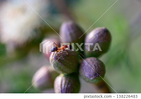 An ant explores the blooming eucalyptus flower. Macro photo taken in Northern Cyprus. Natural light and ecological detail. An ant explores the blooming eucalyptus flower. Macro photo taken in Northern Cyprus. Natural light and ecological detail. 138226483