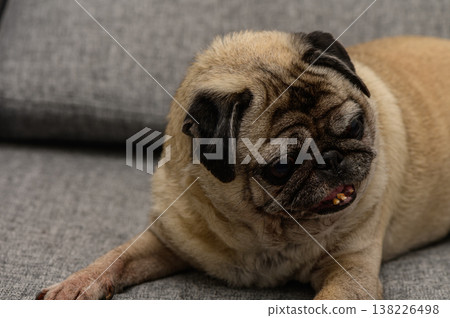 Adorable Senior Pug Dog Lying Comfortably on Gray Couch Adorable Senior Pug Dog Lying Comfortably on Gray Couch 138226498