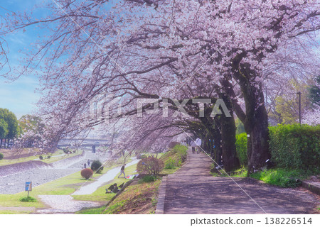 Cherry trees along the Minasegawa River in Hadano City Cherry trees along the Minasegawa River in Hadano City 138226514