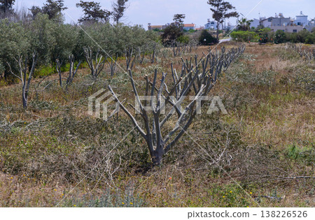 Olive trees in Cyprus pruned for rejuvenation. Traditional agricultural practice to promote healthy growth and better harvest in the Mediterranean climate. Olive trees in Cyprus pruned for rejuvenation. Traditional agricultural practice to promote healthy growth and better harvest in the Mediterranean climate. 138226526