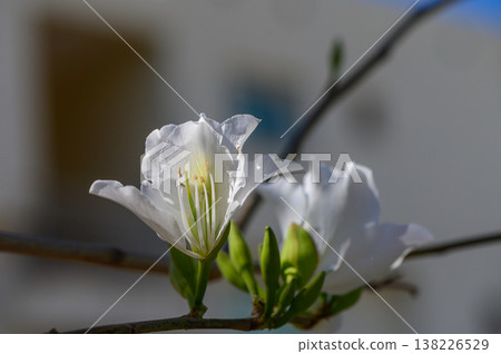 Close-up of white Bougainvillea alba blossoms bathed in warm sunlight, highlighting the papery texture of bracts against glossy green leaves. Close-up of white Bougainvillea alba blossoms bathed in warm sunlight, highlighting the papery texture of bracts against glossy green leaves. 138226529