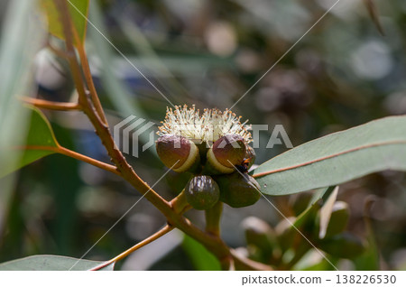 Eucalyptus Flowers and Leaves in Cyprus 138226530