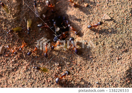 Ant colony at nest entrance, Cyprus nature 138226533