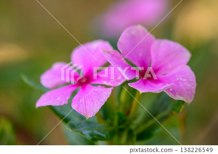 Catharanthus Roseus (Pink Periwinkle) 1 138226549