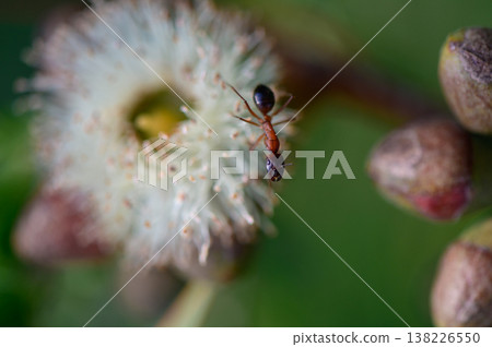 Macro photo of a small ant walking on an open eucalyptus flower. Captured in Northern Cyprus. Natural light, shallow depth of field. Macro photo of a small ant walking on an open eucalyptus flower. Captured in Northern Cyprus. Natural light, shallow depth of field. 138226550