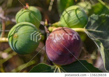 Ripe fig fruit growing on tree branch in Cyprus 138226638