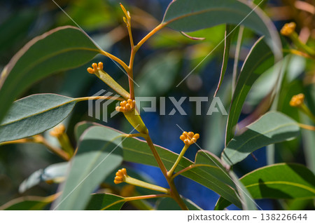 Eucalyptus Blossoms in Northern Cyprus 138226644