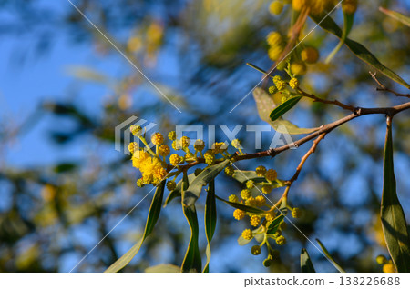 Bright yellow blossoms burst against a clear blue sky in a vibrant display of springtime beauty and nature's artistry Bright yellow blossoms burst against a clear blue sky in a vibrant display of springtime beauty and nature's artistry 138226688