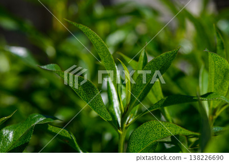 Brush Cherry Buds and Emerging Fruit 138226690