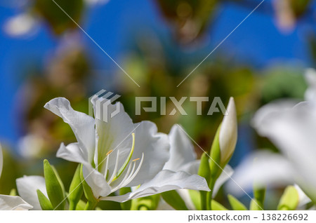 White Bougainvillea Alba Against Blue Sk White Bougainvillea Alba Against Blue Sk 138226692