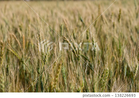Detailed view of rye ears growing in a field under bright sunlight. Summer landscape with natural grain cultivation. Detailed view of rye ears growing in a field under bright sunlight. Summer landscape with natural grain cultivation. 138226693