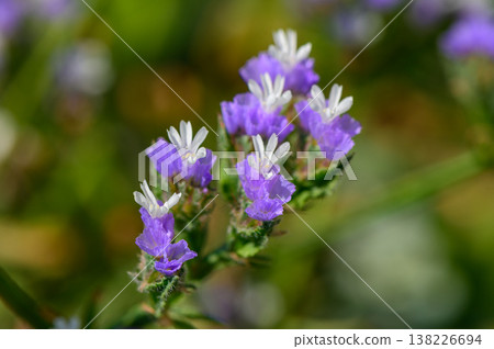 Delicate limonium flower blooming near the Mediterranean Sea, with soft purple petals and thin stems swaying in the coastal breeze. Delicate limonium flower blooming near the Mediterranean Sea, with soft purple petals and thin stems swaying in the coastal breeze. 138226694