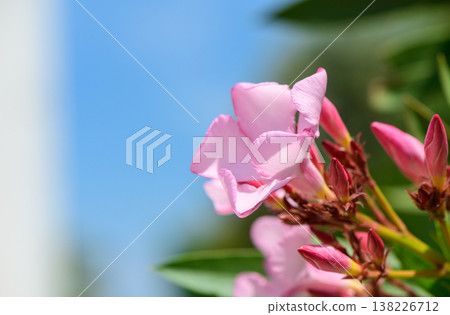 Bright pink oleander flowers on a branch under the clear blue sky. Summer floral scene with vivid colors, perfect for nature backgrounds and botanical themes. Bright pink oleander flowers on a branch under the clear blue sky. Summer floral scene with vivid colors, perfect for nature backgrounds and botanical themes. 138226712