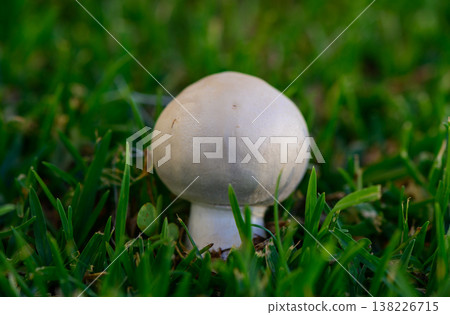 Champignon mushrooms growing naturally in lush green grass on Cyprus. A serene Mediterranean nature scene showcasing wild fungi in their natural habitat. Champignon mushrooms growing naturally in lush green grass on Cyprus. A serene Mediterranean nature scene showcasing wild fungi in their natural habitat. 138226715