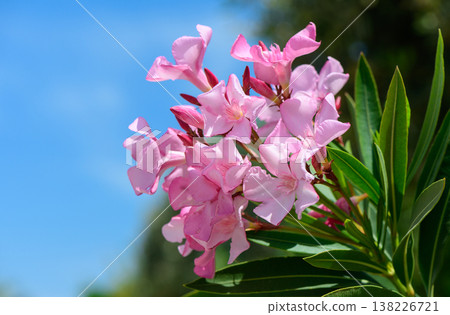 Oleander Flowers on a Branch Against the Sky 138226721