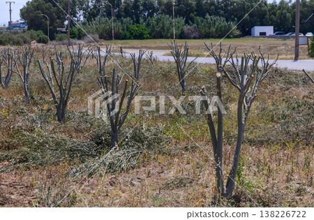 Pruned Olive Trees for Rejuvenation in Cyprus Pruned Olive Trees for Rejuvenation in Cyprus 138226722
