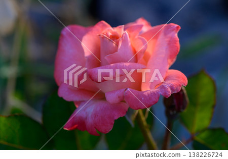 A stunning pink rose in full bloom in a Cyprus garden. The delicate flower adds beauty to the Mediterranean landscape, showcasing vibrant colors and lush greenery. A stunning pink rose in full bloom in a Cyprus garden. The delicate flower adds beauty to the Mediterranean landscape, showcasing vibrant colors and lush greenery. 138226724