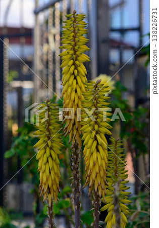 Tropical Flower in a Garden in Cyprus Tropical Flower in a Garden in Cyprus 138226731